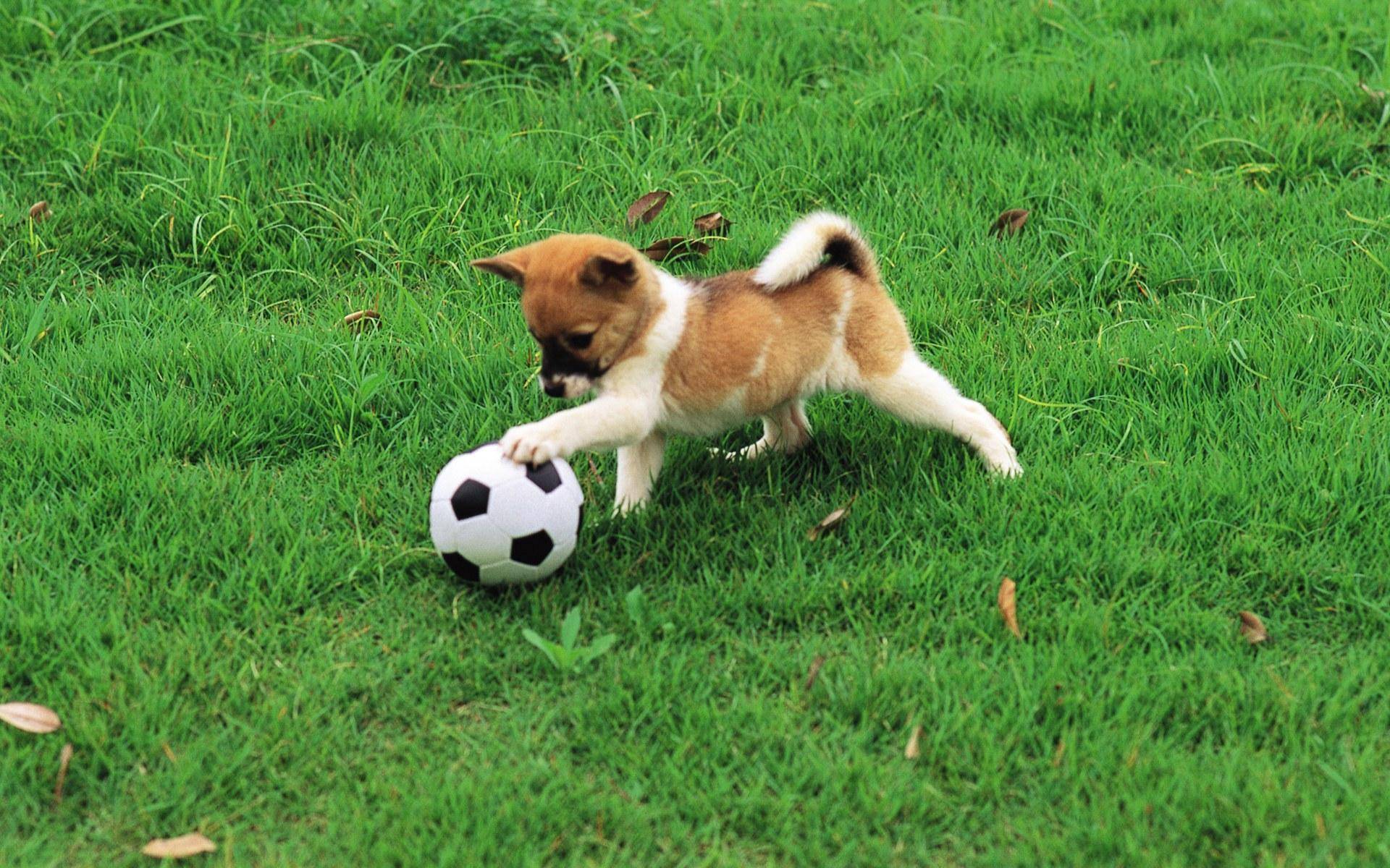 dog soccer ball